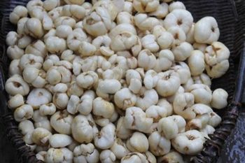 Hubei Fritillaria Bulb - 1 lb (454 g)
