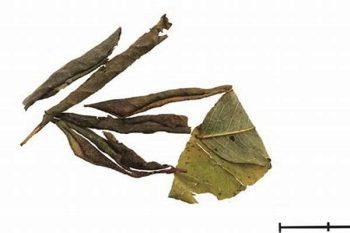 Rhododendron Leaf - 1 lb (454 g)