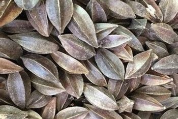Quisqualis Fruit - 1 lb (454 g)
