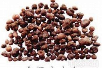 Corydalis Tuber - 1 lb (454 g)