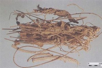 Cissampelos Herb - 1 lb (454 g)