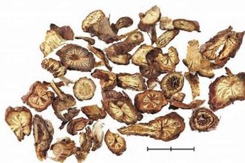 Echinops Root - 1 lb (454 g)