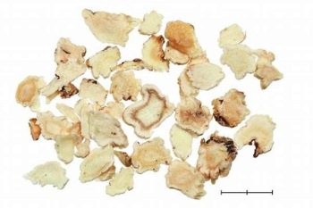 Platycodon Root - 1 lb (454 g)