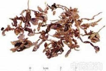Genkwa Flower - 1 lb (454 g)