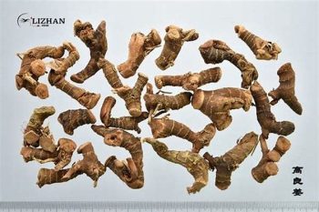 Galangal Rhizome - 1 lb (454 g)
