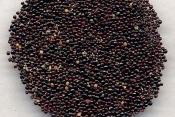 Buddleja Flower - 1 lb (454 g)