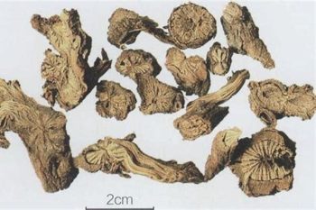 Saussurea Root - 1 lb (454 g)