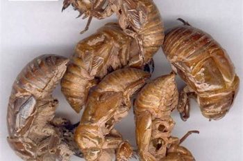 Cicada Slough - 1 lb (454 g)