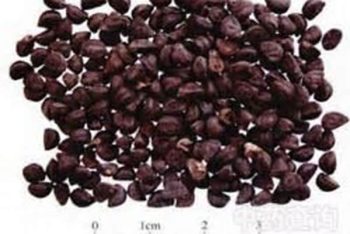 Pokeberry Root - 1 lb (454 g)