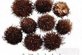 Clubmoss Herb - 1 lb (454 g)
