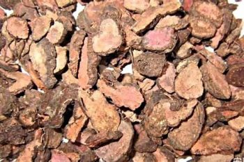 Bistort Rhizome - 1 lb (454 g)