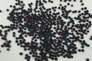 Vaccaria Seed - 1 lb (454 g)