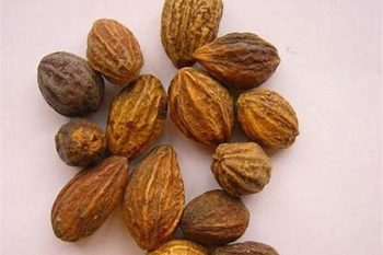 Terminalia Fruit - 1 lb (454 g)