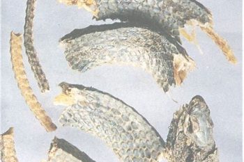 Agkistrodon - 1 lb (454 g)