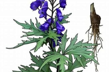 Kusnezoff Monkshood Root - 1 lb (454 g)
