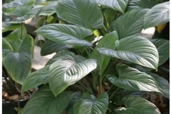 Homalomena Rhizome - 1 lb (454 g)