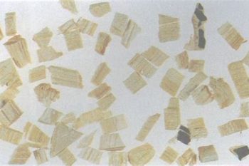 Quassia Wood - 1 lb (454 g)