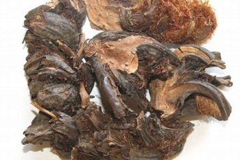 Male Fern Rhizome - 1 lb (454 g)