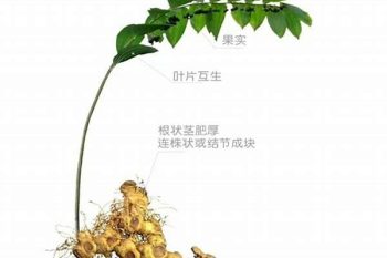 Polygonatum Rhizome - 1 lb (454 g)