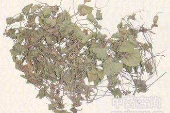 Chingma Abutilon Seed - 1 lb (454 g)