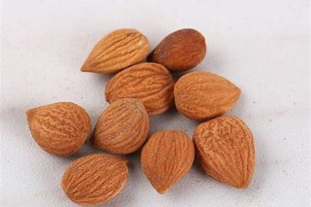 Bitter Apricot Seed - 1 lb (454 g)