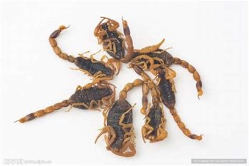 Scorpion - 1 lb (454 g)