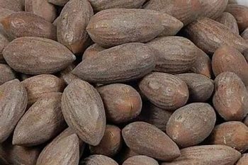 Torreya Seed - 1 lb (454 g)