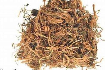 Lobelia Herb - 1 lb (454 g)