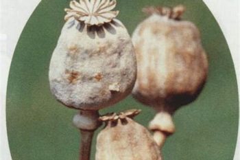 Poppy Capsule - 1 lb (454 g)