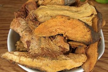 Giant Knotweed Rhizome - 1 lb (454 g)