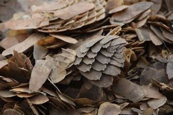 Pangolin Scale - 1 lb (454 g)