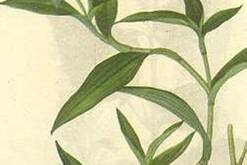Common Dayflower Herb - 1 lb (454 g)