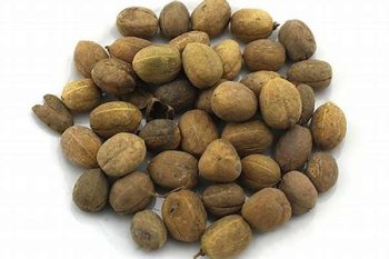 Croton Seed - 1 lb (454 g)