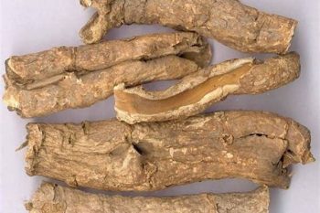 Periploca Bark - 1 lb (454 g)