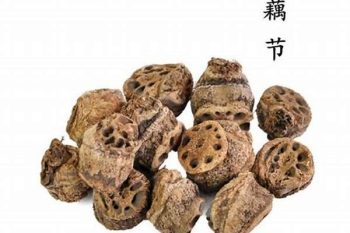 Lotus Node - 1 lb (454 g)