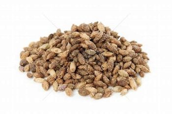 Xanthium Fruit - 1 lb (454 g)