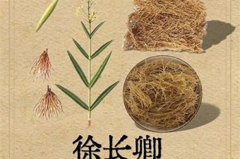 Cynanchum Herb - 1 lb (454 g)