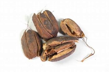 Aristolochia Fruit - 1 lb (454 g)