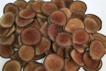 Deer Antler - 1 lb (454 g)