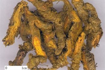 Coptis Root - 1 lb (454 g)