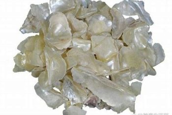 Pearl Oyster Shell - 1 lb (454 g)