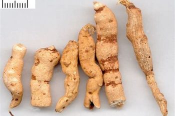 Euphorbia Root - 1 lb (454 g)