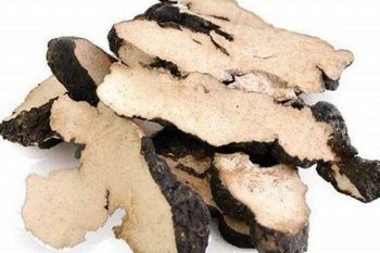 Polyporus - 1 lb (454 g)