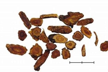 Peucedanum Root - 1 lb (454 g)