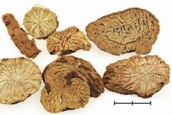 Indian Trumpetflower Seed - 1 lb (454 g)