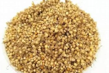 Rice Sprout - 1 lb (454 g)