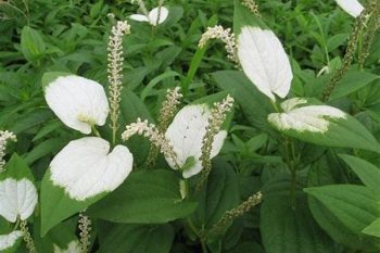 Saururus Herb - 1 lb (454 g)