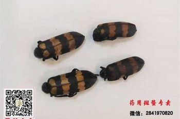 Blister Beetle - 1 lb (454 g)