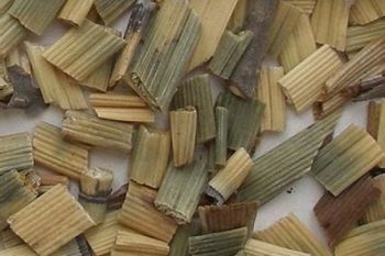 Common Scouring Rush Herb - 1 lb (454 g)