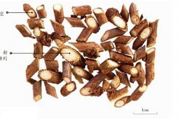 Aristolochia Stem - 1 lb (454 g)